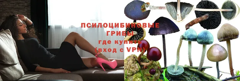 Галлюциногенные грибы MAGIC MUSHROOMS  кракен   Аргун  даркнет сайт 